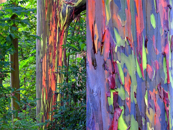 Rainbow Eucalyptus Deglupta 20 Sementes Multi-Hued Bark Coloridas Tropicais Raras Sementes