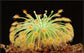 Drosera Broomensis Carnivorous Very Rare Plant 5 seeds Woolly Sundew Petiolaris