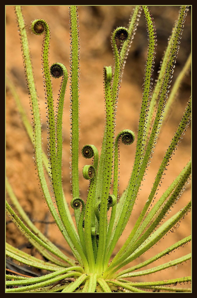 Drosophyllum Lusitanicum＃乾燥土壌食虫植物驚くべき珍しい＃3種子