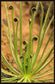 Drosophyllum Lusitanicum # Plantas Carnívoras de Solo Seco Surpreendente Raro # 3 Sementes