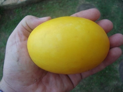 Vine Peach Melon * Mango Melon * Very Unique * Fast & Eazy Growing 10 Seeds