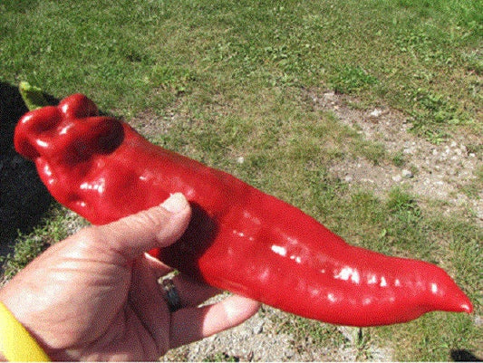Heirloom israeliano rosso enorme peperone dolce Marconi 6-8" molto lungo 15 semi freschi