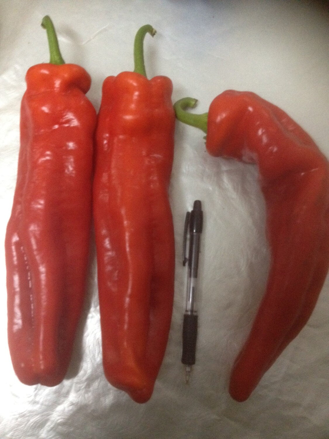 Israeli Heirloom Red HUGE Marconi Sweet Pepper 6-8" Very Long 15 Fresh Seeds
