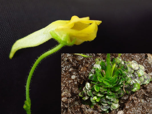 Genlisea Aurea Corkscrew Carnivorous Plant # 10 Fresh Seeds # VERY RARE limted