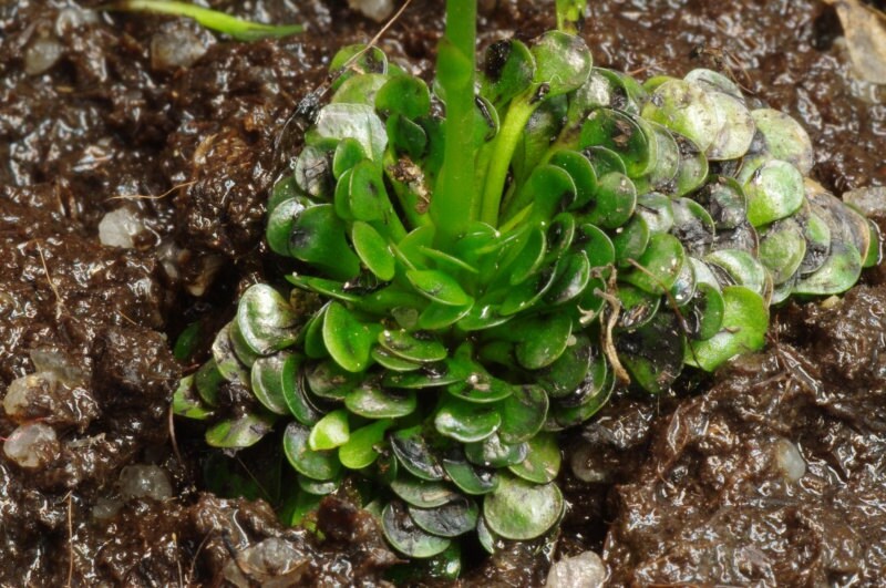 Genlisea Aurea Corkscrew Carnivorous Plant # 10 Fresh Seeds # VERY RARE limted