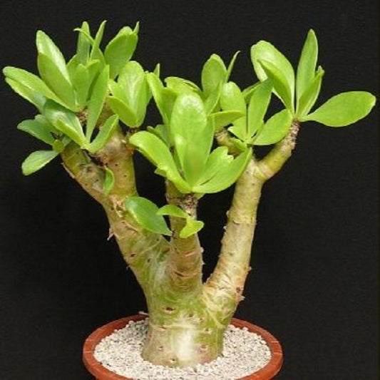 Tylecodon Paniculatus Manteiga Bonsai Suculenta 10 Sementes Planta Surpreendente Raro
