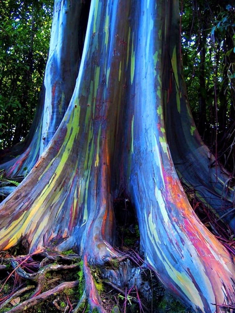 Rainbow Eucalyptus Deglupta 20 Sementes Multi-Hued Bark Coloridas Tropicais Raras Sementes
