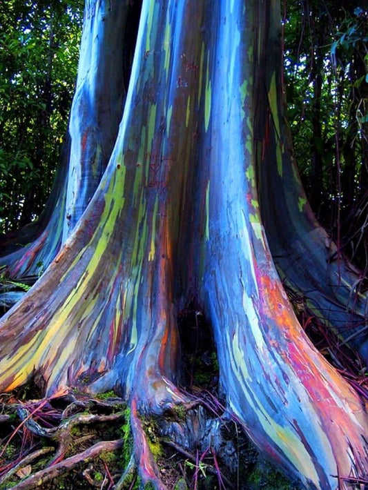 Rainbow Eucalyptus Deglupta20シード多色樹皮カラフルなトロピカルレアシード