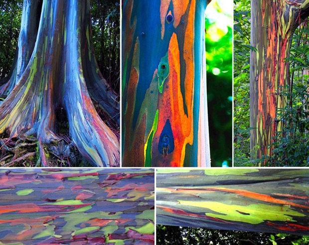 Rainbow Eucalyptus Deglupta 20 Seeds Multi-Hued Bark Colorful Tropical RARE Seeds