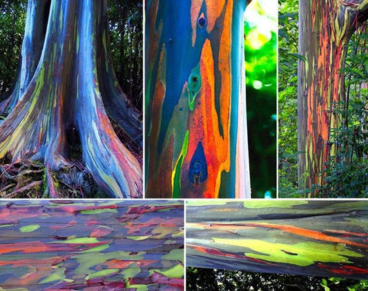 Rainbow Eucalyptus Deglupta20シード多色樹皮カラフルなトロピカルレアシード