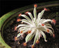 Drosera Ordensis Carnivorous Very Rare Plant 5 seeds Woolly Sundew Petiolaris