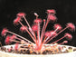 Drosera Paradoxa Carnivorous Very Rare Plant 5 seeds Woolly Sundew Petiolaris