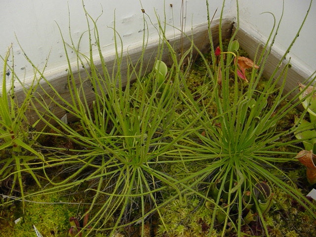 Drosophyllum Lusitanicum # Piante carnivore del suolo secco Incredibili semi rari # 3