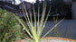 Drosophyllum Lusitanicum＃乾燥土壌食虫植物驚くべき珍しい＃3種子