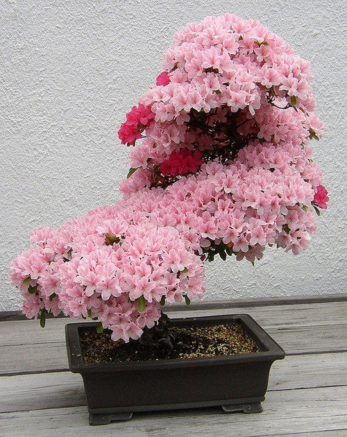 Prunus Serrulata giapponese Sakura fioritura ciliegio Bonsai albero 5 semi