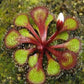 Drosera Lowriei Perennial Tuberous Carnivorous Plant 5 Seeds ** Very Rare **