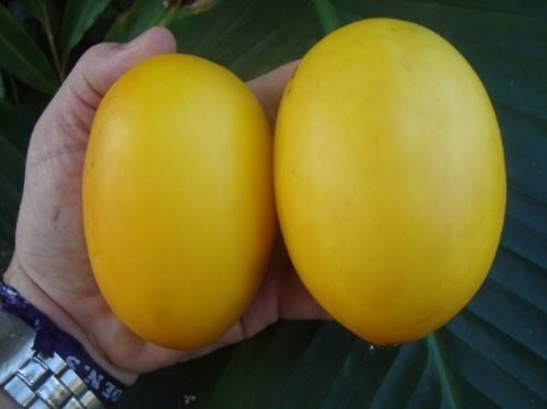 Vine Peach Melon * Mango Melon * Muito Único * Fast & Eazy Growing 10 Seeds