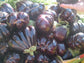 Israeli Huge 'Baladi' Double Shape 20 Fresh Eggplant Seeds World most Tastiest