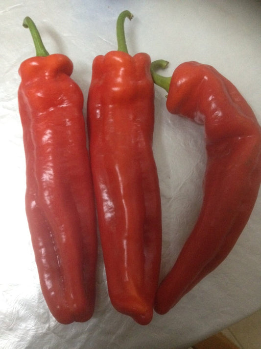 Heirloom israeliano rosso enorme peperone dolce Marconi 6-8" molto lungo 15 semi freschi