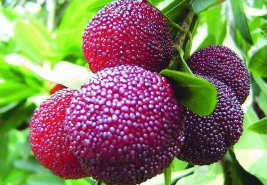 Myrica Rubra * Bay-Berry cinese * Morella Rubra * 3 semi rari subtropicali