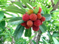 Myrica Rubra * Chinese Bay-Berry * Morella Rubra *Subtropical Rare 3 Seeds