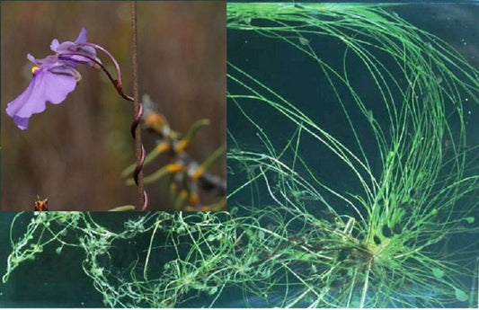 Utricularia Volubilis * Twining bladderwort * Aquatic Carnivorous * 10 RARE Seeds