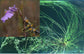 Utricularia Volubilis * Bexiga entrelaçada * Carnívoro aquático * 10 Sementes RARAS