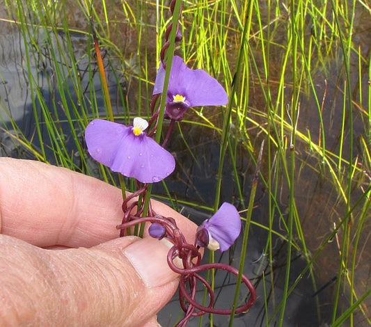 Utricularia Volubilis * Twining bladderwort * Carnivoro acquatico * 10 semi RARI