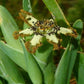 Green Ferraria Crispa * 5 Seeds * Starfish Lily Black Flag* Rare Flowering Plant