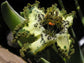 グリーンフェラーリアクリスパ* 5シード*ヒトデリリーブラックフラッグ*珍しい顕花植物