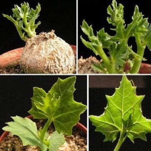 Coccinia Sessilifolia *アフリカレッドワイルドキュウリクライマー* 5つの新鮮な種子*珍しい