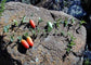 Coccinia Sessilifolia * Africa Red Wild Cucumber Climber * 5 Fresh Seeds * Rare