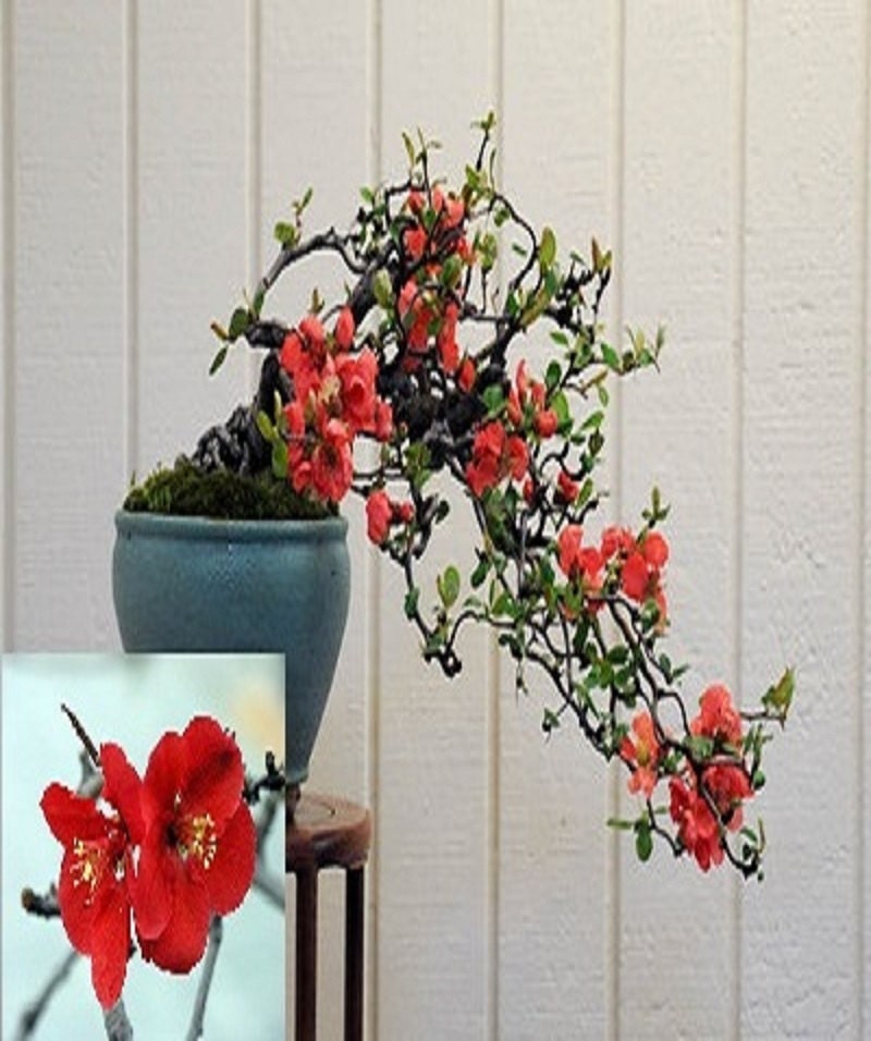 Chaenomeles Japonica Flowering Quince Bonsai Tree 10 seeds * Amazing * Rare *