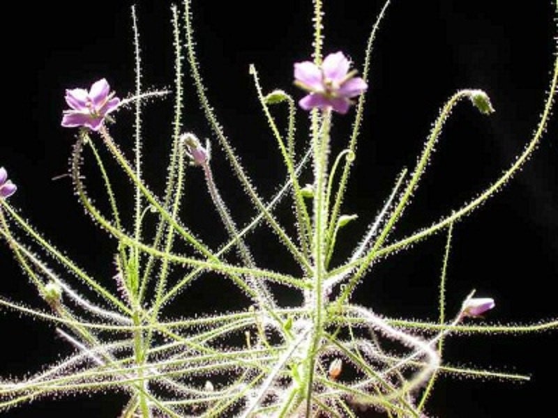 ビブリスリニフローラ*オーストラリアンレインボー食虫植物*非常にまれな5つの種子*