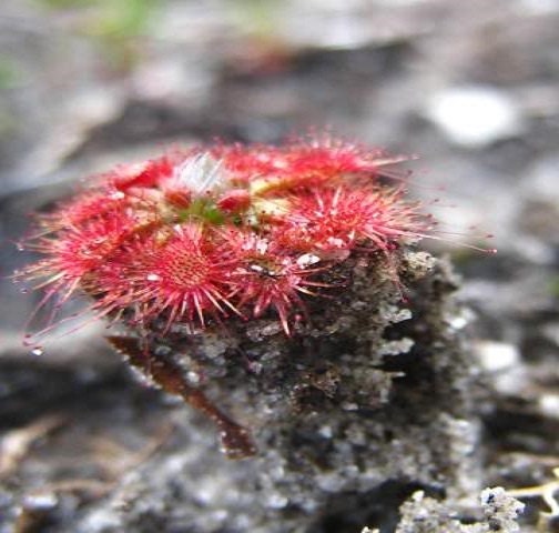 Drosera Nitidula Pygmy Sundew Carnivorous Plant 5 Seeds *** Very Rare ***