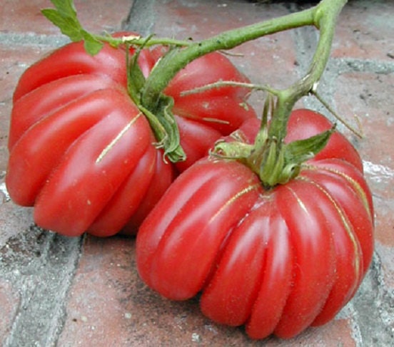 Mexican Solanum Lycopersicum Zapotec Pink Ribbed Pleated Heirloom Tomato 15 Seeds