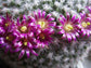 Mammillaria Parkinsonii * Owl-Eye Pincushion Cactaceae * RARE Cactus 10 Seeds