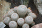 Mammillaria Parkinsonii * Owl-Eye Pincushion Cactaceae * RARE Cactus 10 Seeds