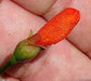 Sarmienta Repens * Climber Plant * 5 Seeds * Very Rare Rain Forest Plant
