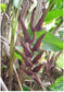 Heliconia Sclerotricha *アンデス地域の垂れ下がったヘリコニア*非常にまれな5シード