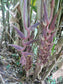Heliconia Sclerotricha *アンデス地域の垂れ下がったヘリコニア*非常にまれな5シード