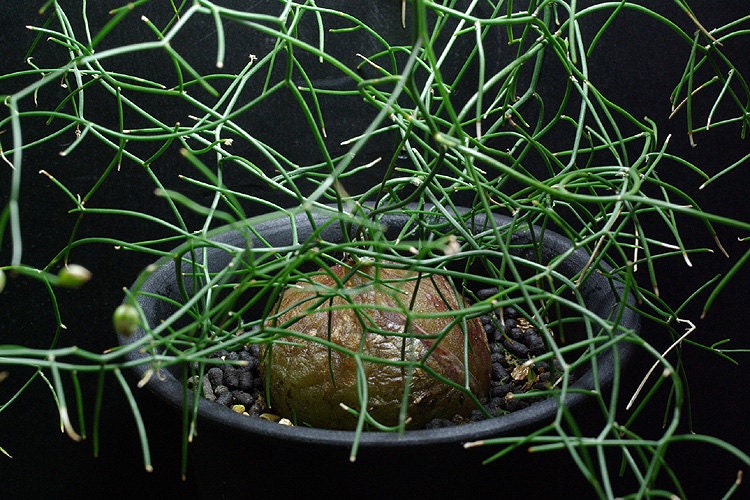 Schizobasis Intricata * African Succulent * Fresh 5 Seeds Very Rare *