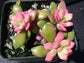 Anacampseros Telephiastrum Sunrise Succulents 15 Seeds Unique Pink Color Rare