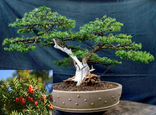 Taxus Cuspidata * Teixo Japonês * Japones Tejo * Árvore Bonsai Perene Fresca 10 Sementes