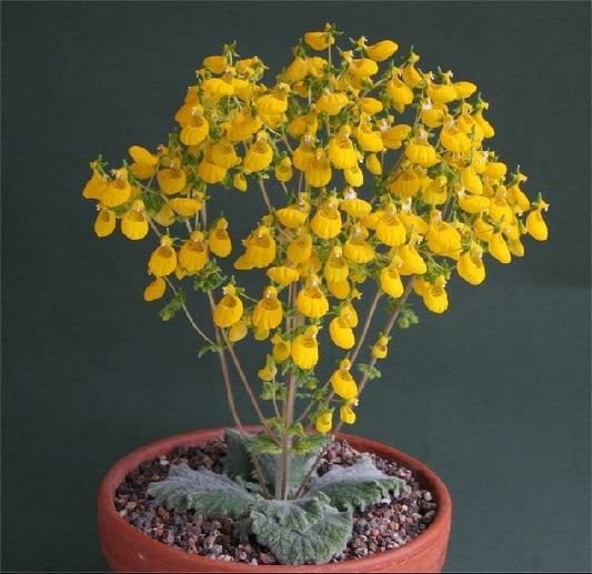 Calceolaria Paralia *アメージングイエロースリッパーワートフラワー20シード*ユニーク*レア