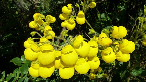 Calceolaria Paralia * Incrível Flor Amarela Slipperwort 20 Sementes * Único * RARO