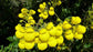 Calceolaria Paralia * Amazing Yellow Slipperwort Flower 20 Seeds * Unique * RARE