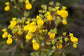 Calceolaria Paralia * Amazing Yellow Slipperwort Flower 20 Seeds * Unique * RARE