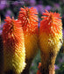 South Africa Kniphofia Northiae * Torch Lily * Tritoma Plant 5 Seeds * Very Rare *
