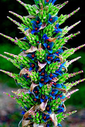 Puya Berteroniana Alpestris Sapphire Tower 10 Seeds Amazing Flowers RARE !